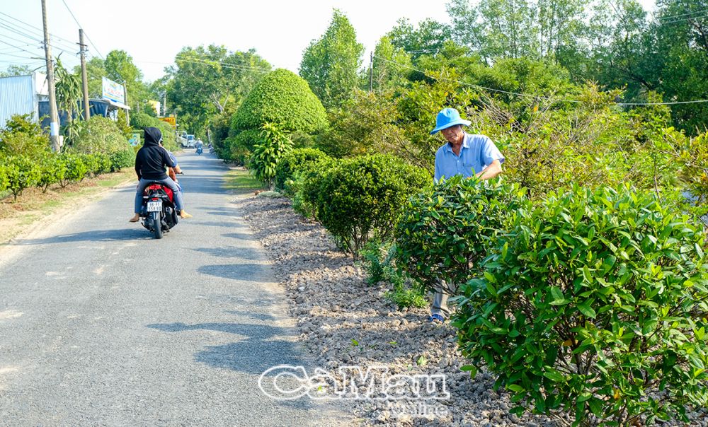 Ông Trương Minh Chiến cẩn thận chăm sóc cây kiểng được trồng ven tuyến lộ 79.