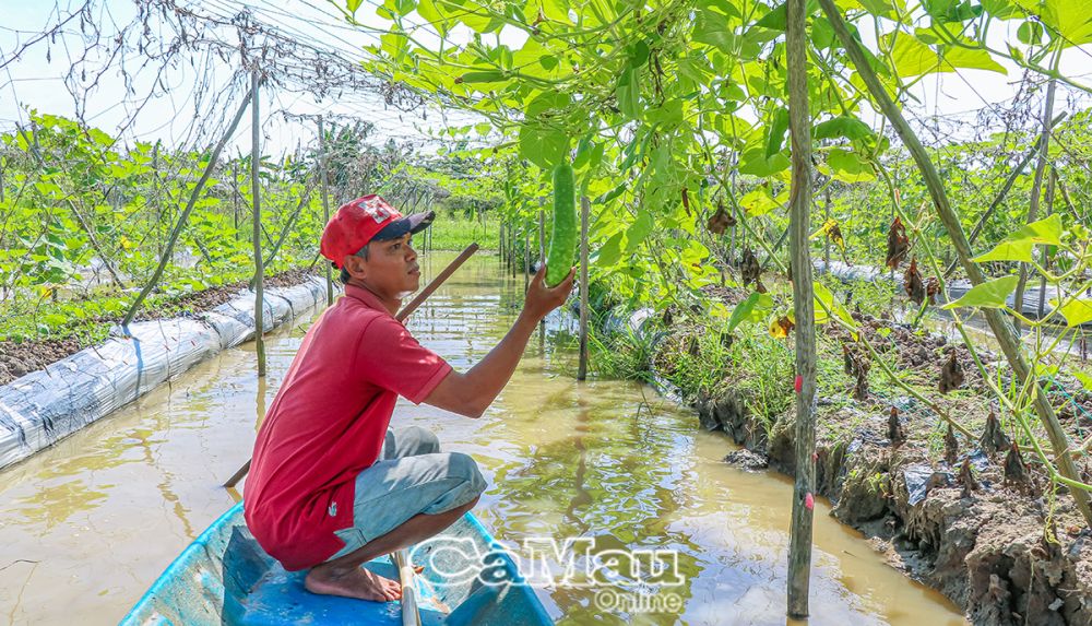 Anh Hoàng Anh thoát nghèo từ mô hình trồng màu, nuôi cá, đem lại lợi nhuận gần 100 triệu đồng/năm.