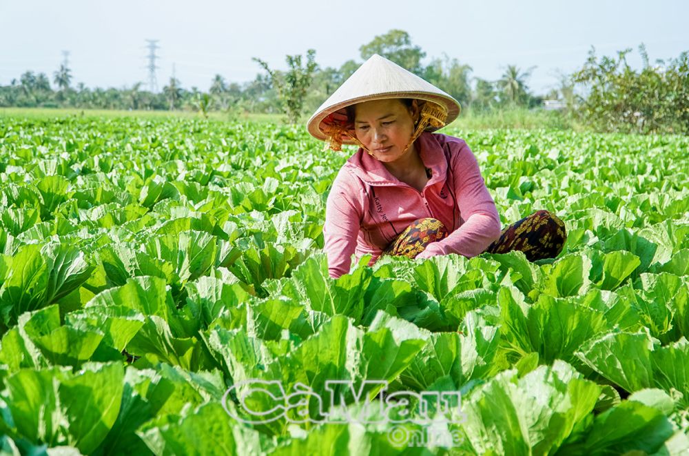 Năm nay thời tiết thuận lợi, cải tùa xại phát triển tốt, hứa hẹn mùa màng bội thu.