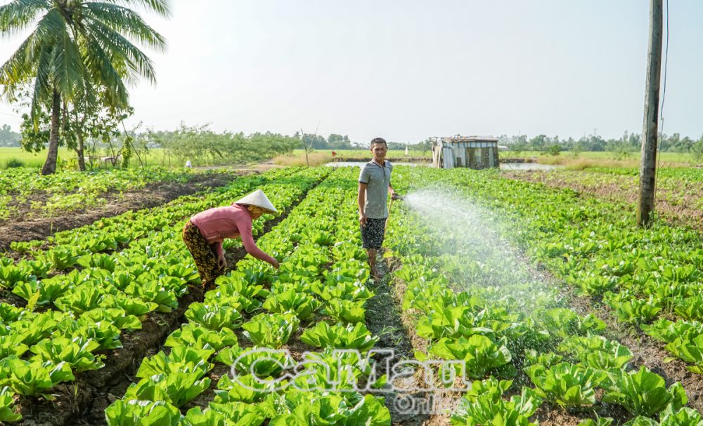 Cải tùa xại, sản vật đầy tự hào của đồng đất Khánh Bình suốt mấy chục năm qua. (Ảnh: Ông Thái Hữu Luỹ chăm sóc vụ cải tùa xại sắp đến ngày thu hoạch dịp cận Tết Ất Tỵ 2025).