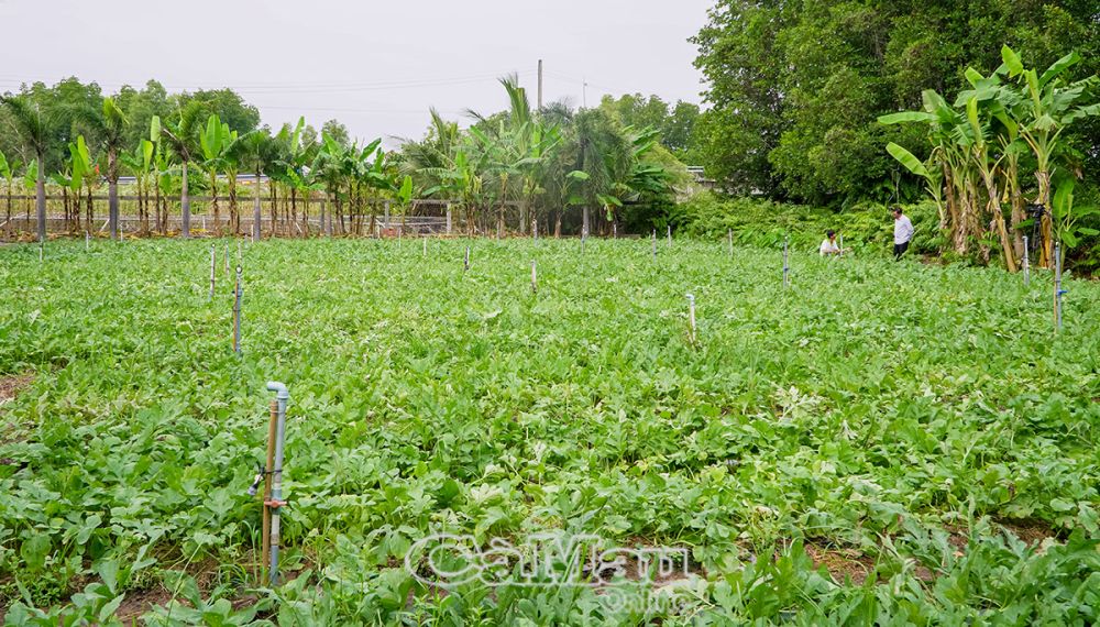 Mỗi công dưa hấu cho thu hoạch từ 800-900 trái.