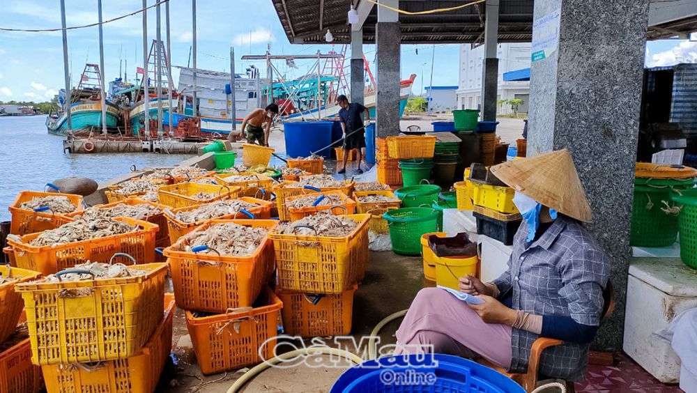 Khai thác thuỷ sản là thế mạnh của huyện Ngọc Hiển. Ảnh: HUỲNH TỨ