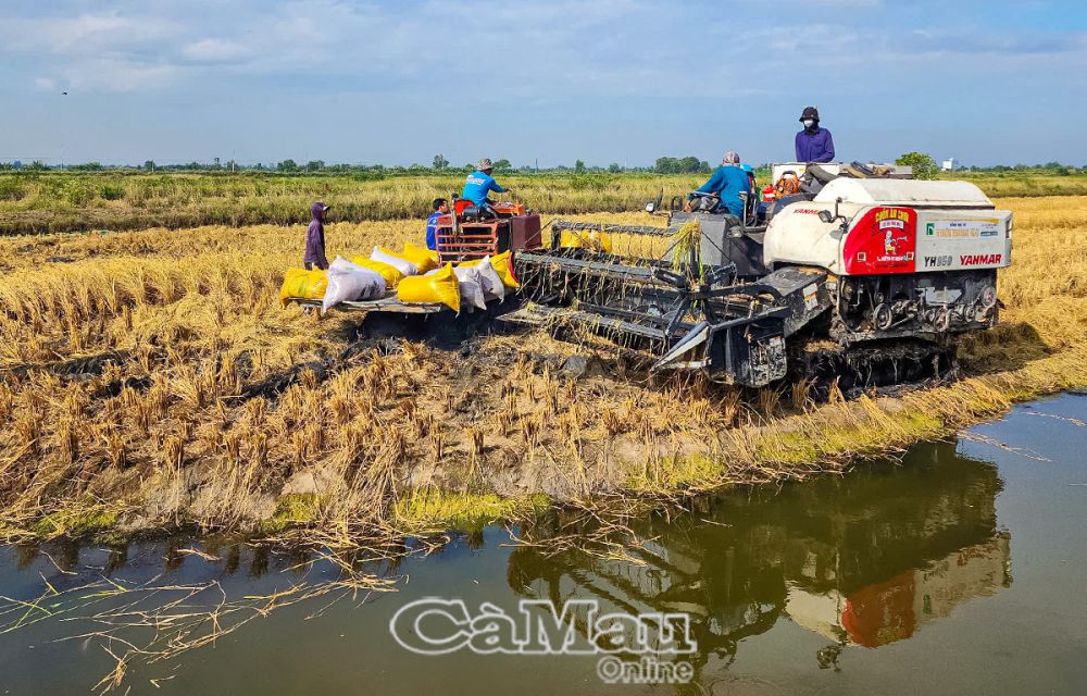 Mô hình sản xuất lúa hữu cơ của gia đình ông Nguyễn Văn Truyền cho năng suất hơn 30 giạ/công.