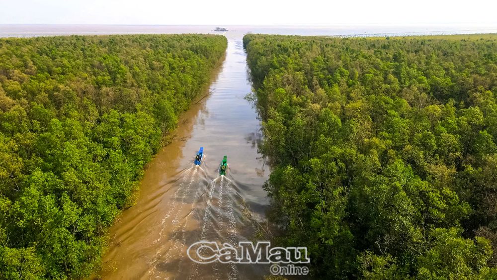 Thời gian qua, việc khôi phục rừng, nhất là rừng phòng hộ ven biển được triển khai với nhiều giải pháp, nhằm giảm tác động từ BÐKH. Ảnh: CHÍ DIỆN