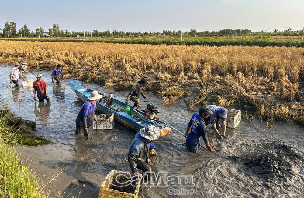 Việc sản xuất giống và quy trình nuôi tôm càng xanh xen canh trong ruộng lúa ngày càng được cải tiến hơn, năng suất, chất lượng được nâng lên.