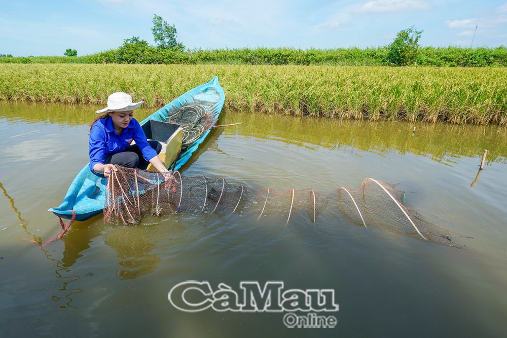 Gia đình chị Danh Thị Mị ổn định cuộc sống nhờ áp dụng mô hình sản xuất lúa - tôm.