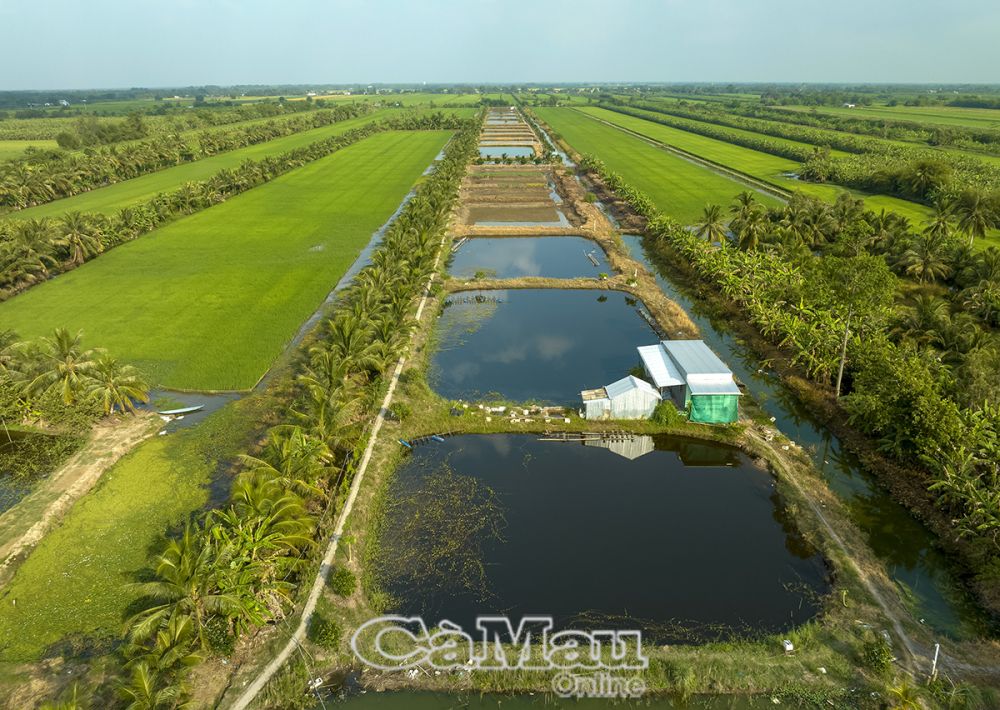 Mô hình sản xuất đa cây, đa con ở vùng ngọt hoá Khánh Bình Tây ngày một khởi sắc.