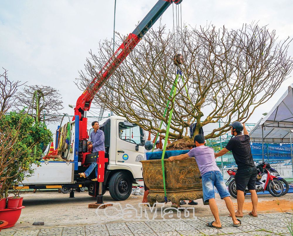 Cây mai vàng khổng lồ của dân chơi cây kiểng Cà Mau có mặt tại chợ hoa.