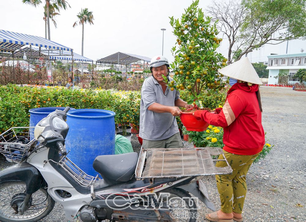 Tắc kiểng của chị Trần Linh đến từ nhà vườn Chợ Lách (Bến Tre) với giá 300 ngàn đồng/chậu.