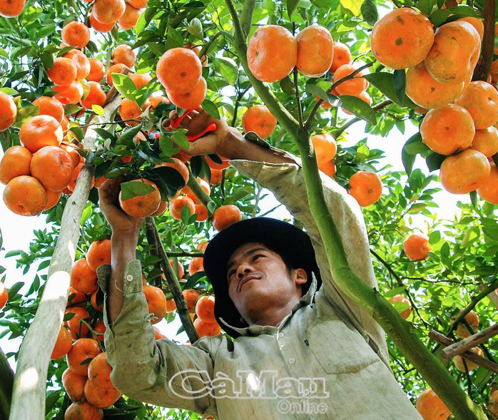 Các thương lái đến tận vườn để thu hoạch quýt.