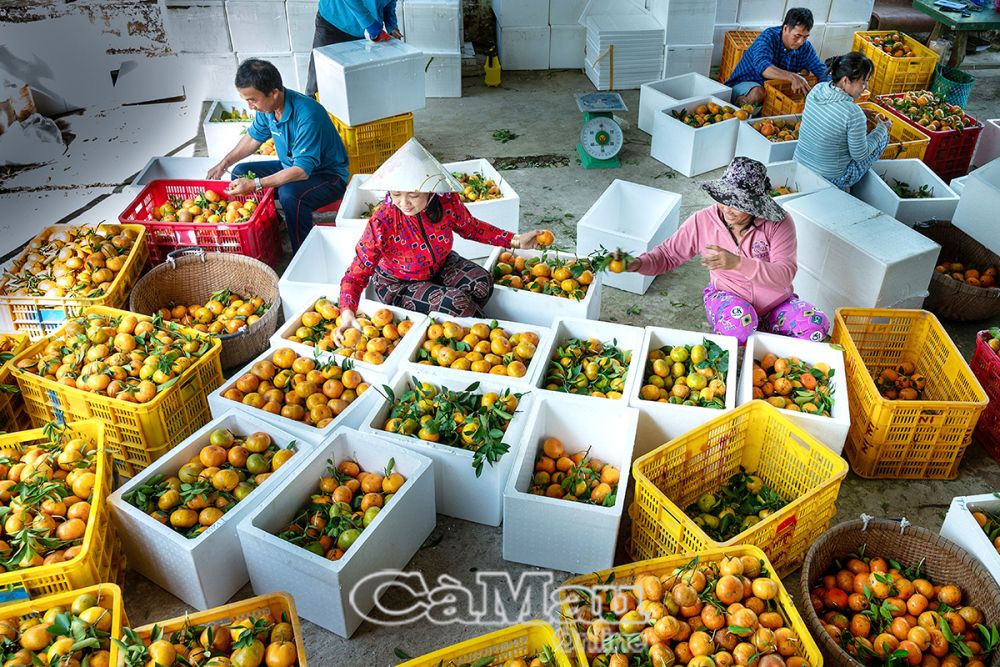 Trong những ngày giáp tết nhiều vườn quýt đang tất bật công việc phân loại quýt cân cho thương lái.