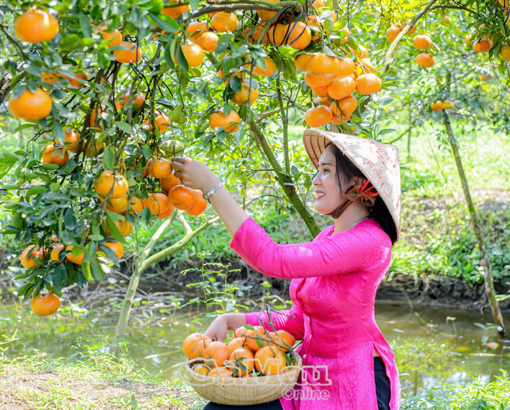 Chị Lâm Thị Anh Đào đến từ Cao Lãnh Đồng Tháp tham quan và ghi lại những hình ảnh đẹp mùa Tết với quýt hồng Lai Vung 