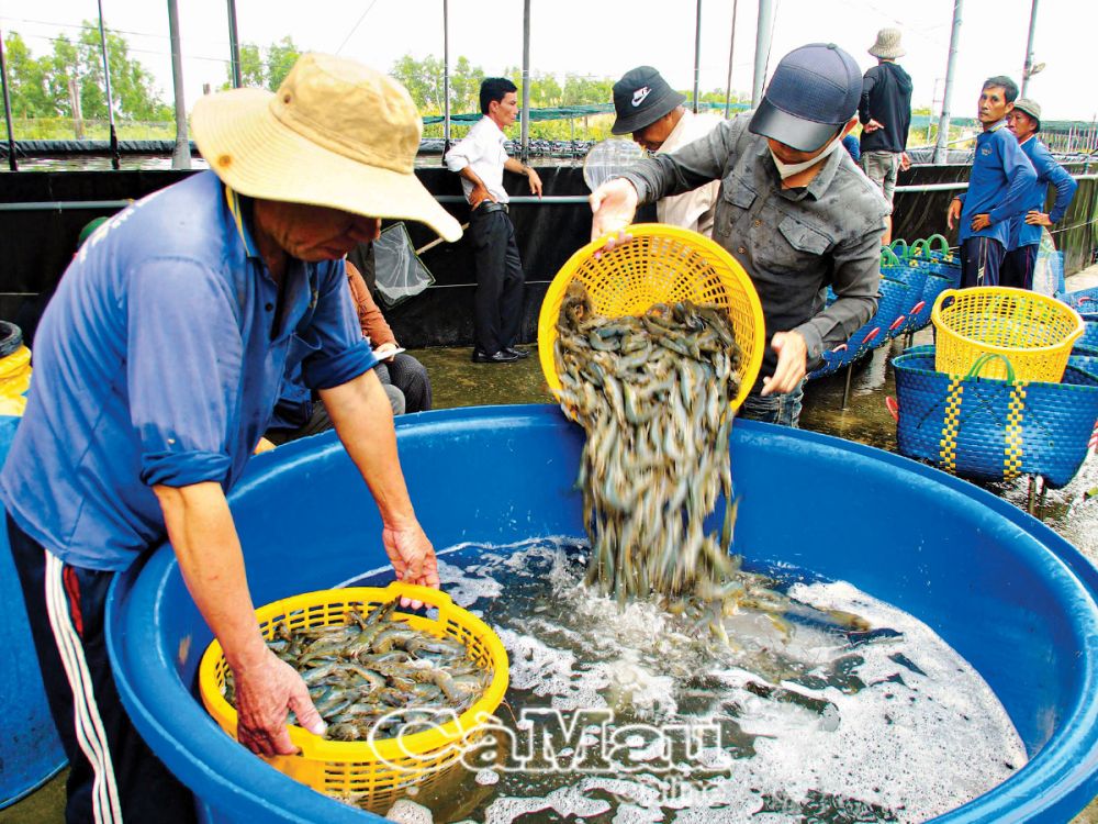 Thời điểm cuối năm, tôm đang hút hàng để xuất khẩu và chuẩn bị mặt hàng Tết, giúp giá tôm nguyên liệu tăng cao.