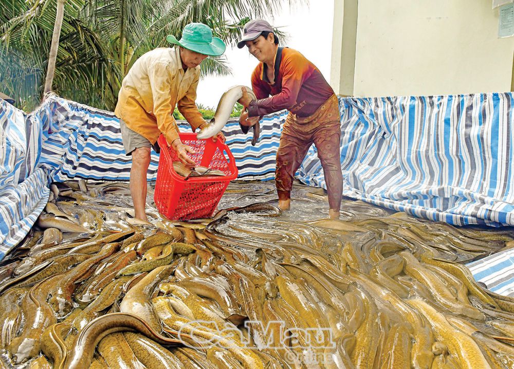 Xã Tân Thành, TP Cà Mau có trên 600 hộ nuôi cá chình, cá bống tượng, tổng diện tích khoảng 250 ha. Nông dân nơi đây dần áp dụng phương pháp nuôi theo hướng VietGAP để phát triển bền vững.