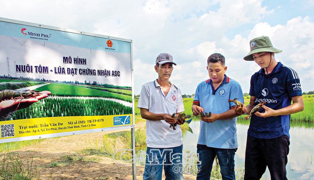 Mô hình tôm - lúa đạt chứng nhận ASC tại Ấp 4, xã Trí Phải, huyện Thới Bình.                Ảnh: VĂN ÐỜI