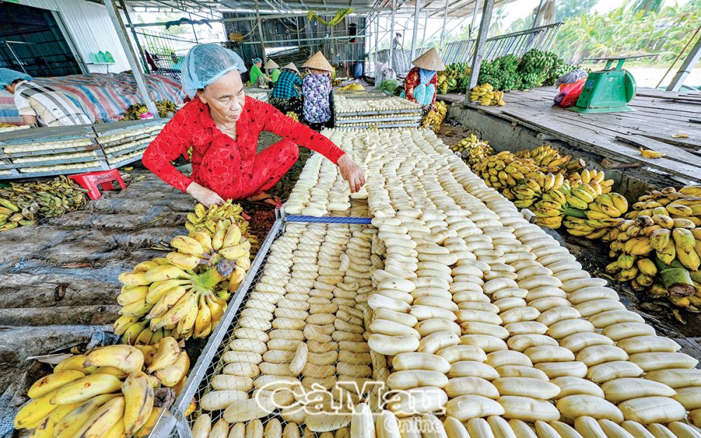 Làng nghề truyền thống chuối sấy Trần Hợi có trên 60 năm tồn tại, mỗi năm cung cấp ra thị trường hàng trăm tấn sản phẩm chuối sấy, chuối khô.