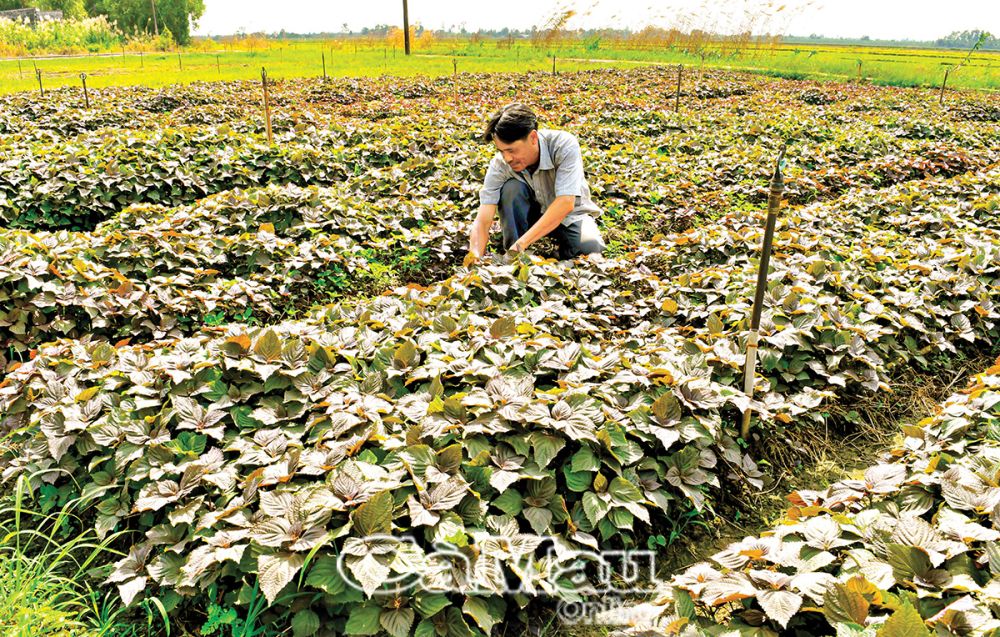 Bà con xã Trần Hợi hết sức coi trọng giá trị của đất, mùa nào cũng có cây trồng, vật nuôi phù hợp.