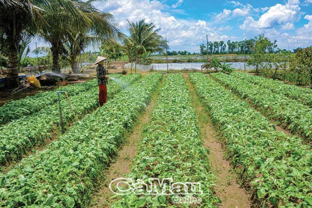 Xã Nguyễn Phích, huyện U Minh có đông đồng bào DTTS sinh sống. Nhờ sự quan tâm của Ðảng, Nhà nước nên người dân tích cực phát triển sản xuất, xây dựng cuộc sống ấm no, hạnh phúc, thôn xóm giàu đẹp.