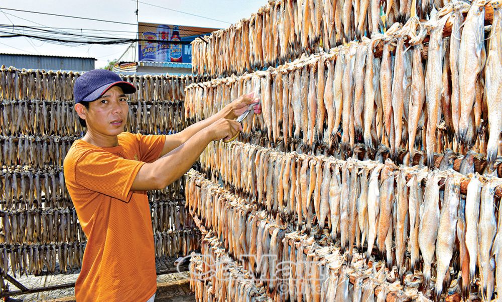 Hộ ông Lê Văn Mực nhiều năm làm nghề cá khô, đặc biệt là khô cá khoai.