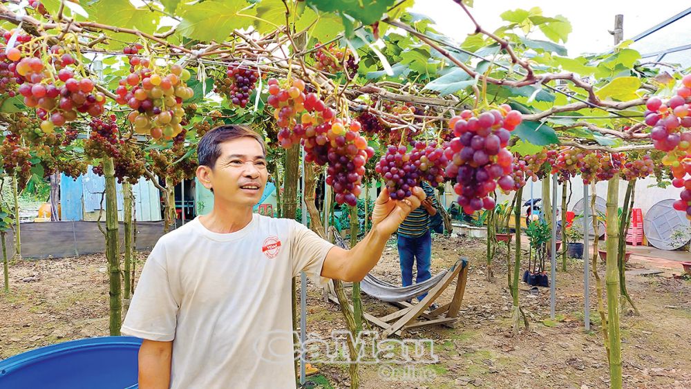 Mô hình trồng nho của ông Lưu Văn Hoàng, Ấp 12B, xã Khánh Bình Ðông, huyện Trần Văn Thời. 