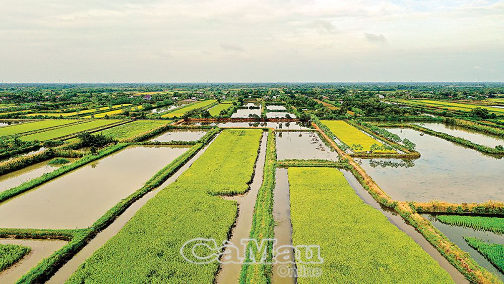 Sản xuất lúa - tôm đang mang lại hiệu quả kinh tế cao cho người dân.