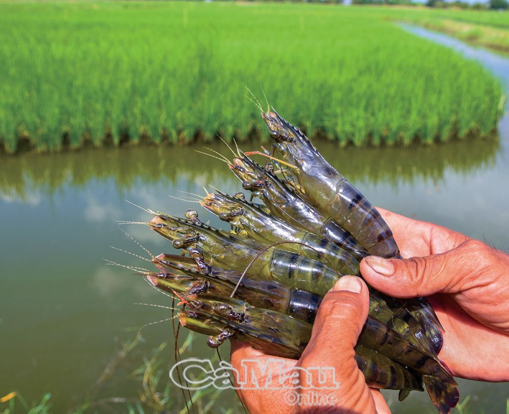 Việc phát triển vùng nuôi tôm đạt chứng nhận quốc tế sẽ đảm bảo nguồn cung tôm nguyên liệu sạch, có sức cạnh tranh trên thị trường khó tính.