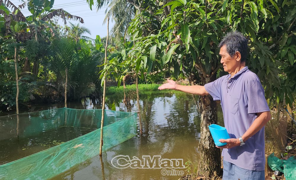 Ông Hoà tận dụng các ao xung quanh nhà để nuôi cá đồng, thu nhập hàng chục triệu đồng mỗi năm.