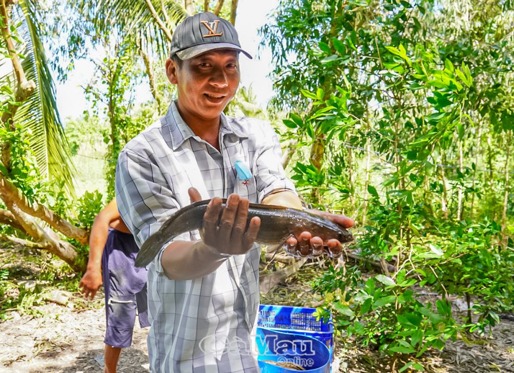 Nguồn lợi thuỷ sản tự nhiên đã quay lại giúp người dân có kế sinh nhai và tạo hiệu quả kinh tế.