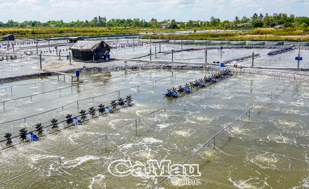 Toàn tỉnh có trên 6.500 ha nuôi tôm thâm canh và siêu thâm canh, với trên 7.300 hộ nuôi.