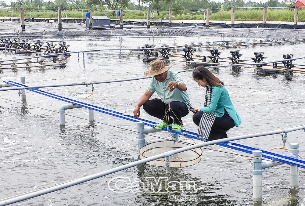 Tôm nuôi của hộ ông Bùi Chí Thượng đang phát triển tốt. Ông Thượng kỳ vọng năm mới ứng dụng chế phẩm sinh học sẽ tăng năng suất và sản lượng tôm nuôi.