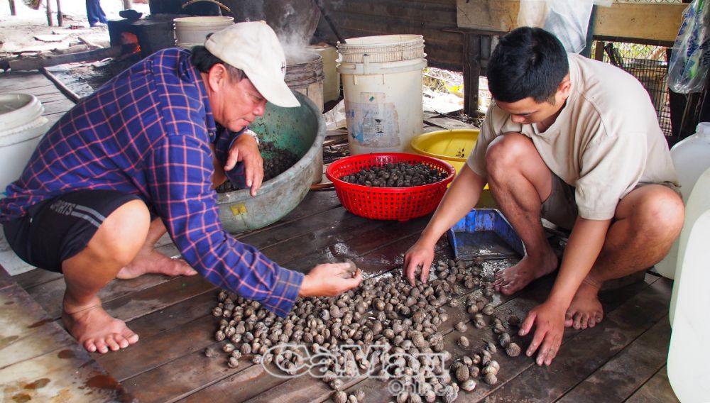 Hưởng ứng phong trào nông dân thi đua lao động sản xuất, thực hiện mô hình đa cây, đa con, ông Nguyễn Văn Hùng (trái) áp dụng thử nghiệm nuôi sò huyết trong vuông tôm mang lại hiệu quả kinh tế, tăng thu nhập cho gia đình.