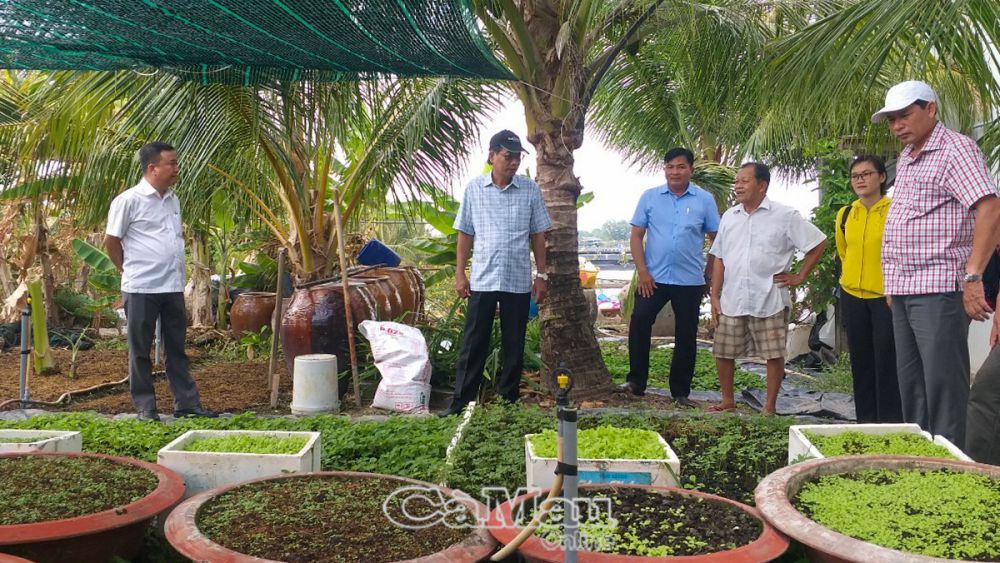 Lãnh đạo huyện tham quan mô hình trồng rau màu của hộ dân ở xã Trần Phán.