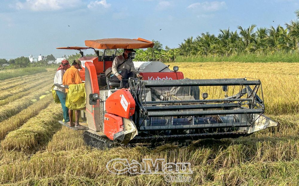 Trà lúa đông xuân đang được thu hoạch gần xong.