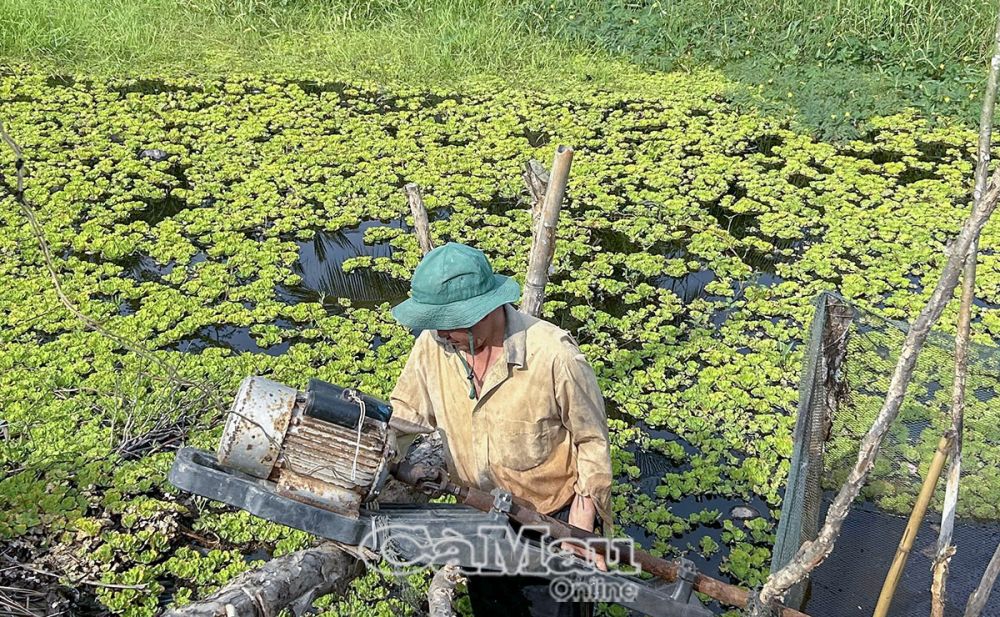 Người dân xã Khánh An, huyện U Minh, tranh thủ lấy nước vào vùng nuôi cá đồng kết hợp trồng bồn bồn.