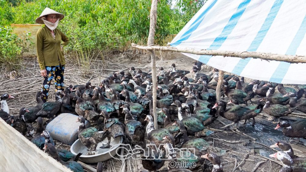 Bà Phạm Thị Manh vươn lên từ mô hình nuôi vịt.