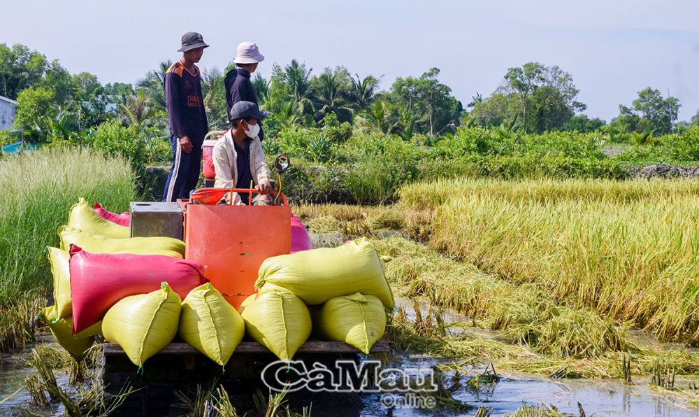 Thu hoạch lúa - tôm ở ấp Ông Muộn.