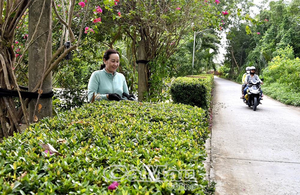 Người dân ấp Lý Ấn, xã Hưng Mỹ, huyện Cái Nước cắt tỉa hàng rào cây xanh tỉ mỉ, kỳ công, tô điểm cho diện mạo quê hương trong hành trình xây dựng nông thôn mới.