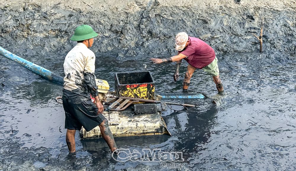 Với nhu cầu thị trường hiện nay, các loại cá đồng có giá trị kinh tế cao nếu được bảo vệ, khai thác hợp lý sẽ tạo ra nguồn thu ổn định cho người dân.