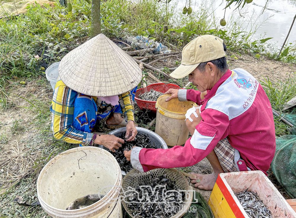 Cần tăng cường tuyên truyền để việc khai thác cá đồng của người dân có chọn lọc.