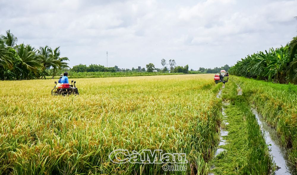 Mô hình lúa sinh thái ở xã Trần Hợi (huyện Trần Văn Thời) đang được nhân rộng.