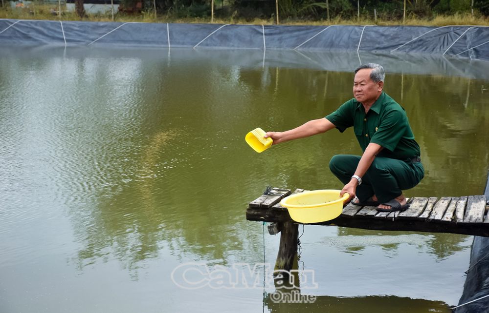 Cựu chiến binh Nguyễn Ðăng Khoa tận dụng ao nuôi tôm công nghiệp để nuôi cá kèo, mang lại thu nhập ổn định.  