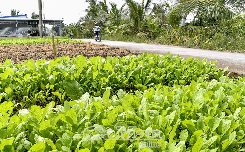 Phong trào thi đua “Dân vận khéo” đã giúp người dân thay đổi nếp nghĩ, cách làm, làm thay đổi diện mạo quê hương. Ảnh: Mô hình trồng rau an toàn của nông dân xã Trí Lực, huyện Thới Bình.