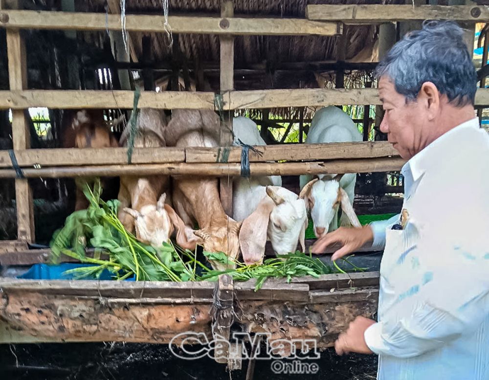 Hiện tại, gia đình ông Sáu Ðỗ đang nuôi 32 con dê, mỗi ngày 1 con dê ăn khoảng 5 kg thức ăn.