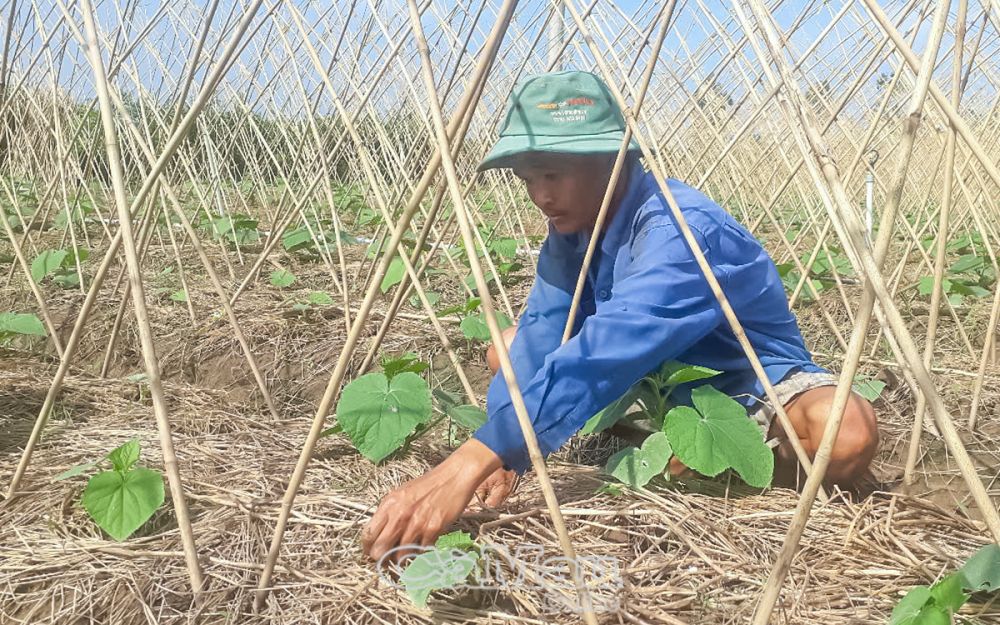 Ông Huỳnh Thư chăm sóc vụ màu sau Tết, hy vọng năng suất cao.