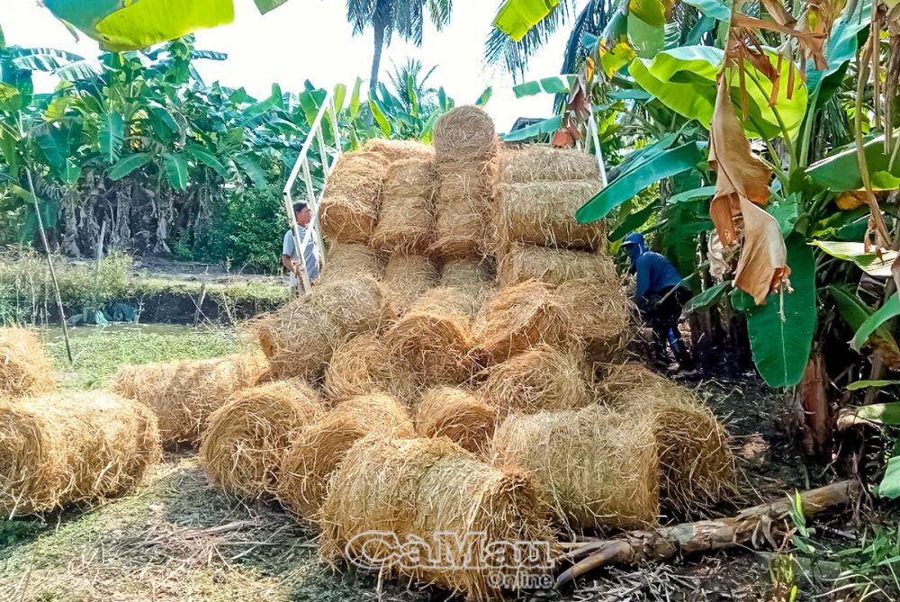 Nông dân tranh thủ thu gom rơm sau khi thu hoạch lúa để chuẩn bị ủ meo trồng nấm.