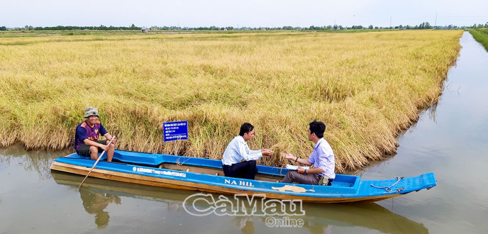 Mô hình sản xuất lúa - tôm chuẩn VietGAP mang lại thu nhập cao cho nông dân ấp Ông Muộn.