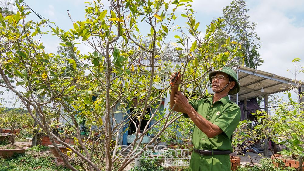 Ông Bùi Văn Hải cẩn thận chăm chút từng nhánh mai.