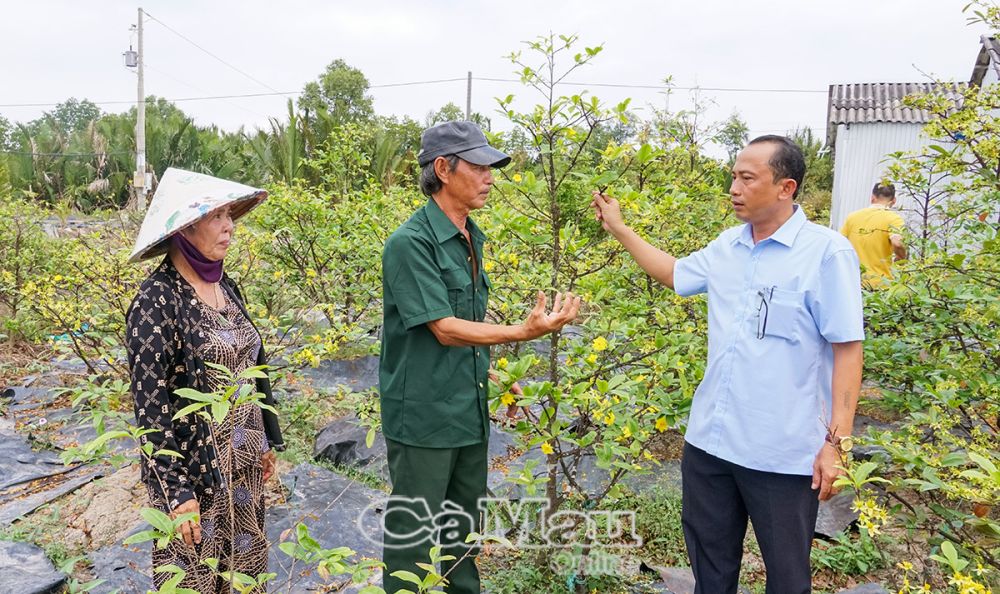 Hộ ông Ngô Văn Lùng (giữa) hiện còn khoảng 800 gốc mai, được trồng xung quanh nhà và trên bờ vuông.