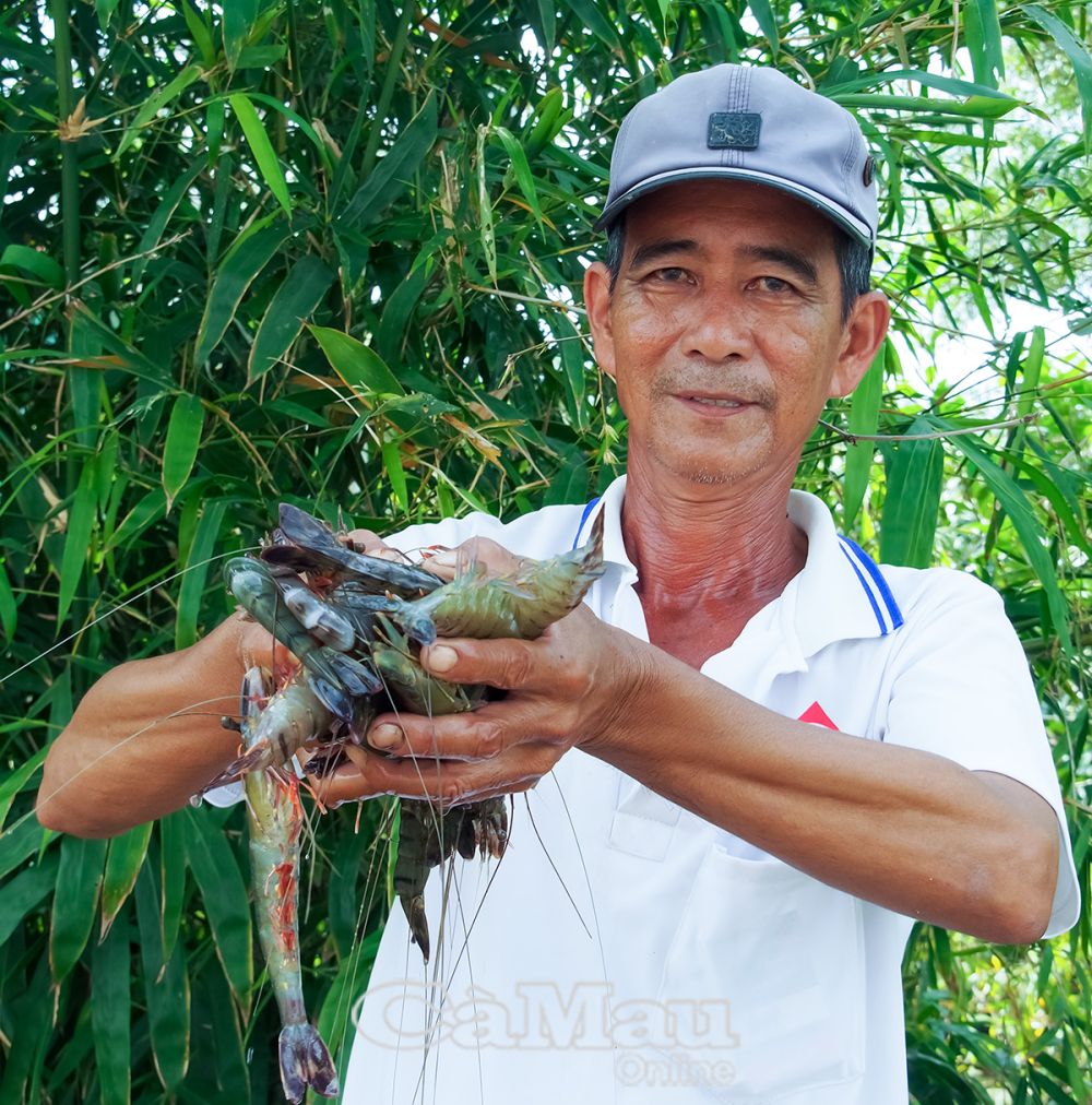 Với diện tích gần 2 ha, ông Trần Văn Hùng thực hiện mô hình lúa - tôm theo tiêu chuẩn Quốc tế ASC, kết hợp nuôi cua, tôm càng; đất vườn trồng dừa, cây ăn trái, nuôi cá nước ngọt... hằng năm thu nhập trên 200 triệu đồng.