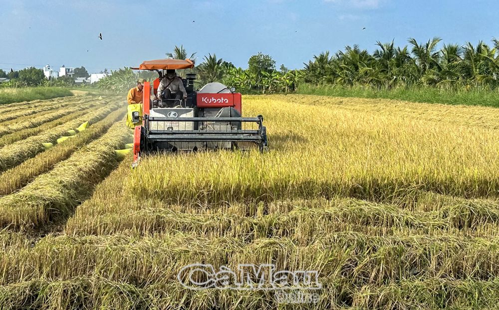 Hiện nay, trà lúa đông xuân của người dân đã cơ bản tránh được ảnh hưởng của hạn hán, thiếu nước.